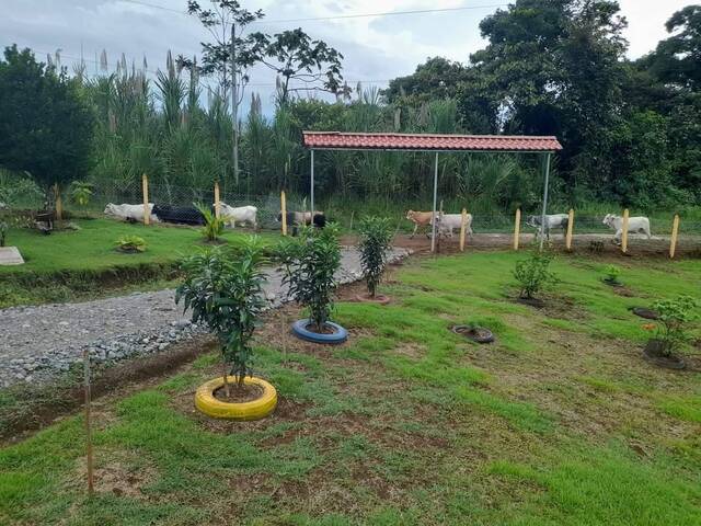 #40 - Terreno para Venta en Coto Brus - P