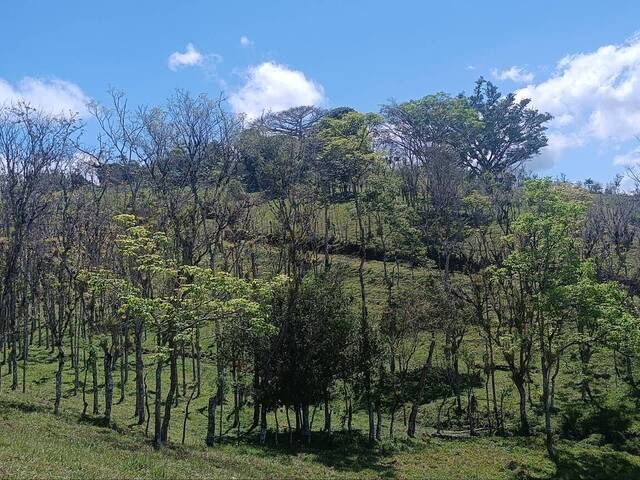 Terreno para Venta en Coto Brus - 4